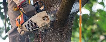 Professional Tree Services in Heyworth, IL