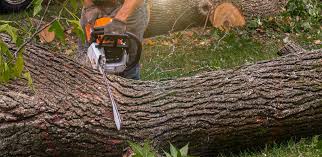 Best Tree Health Inspection  in Heyworth, IL