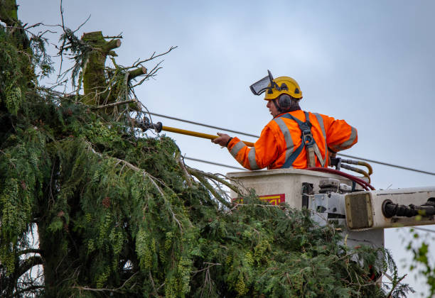 Best Fruit Tree Pruning  in Heyworth, IL