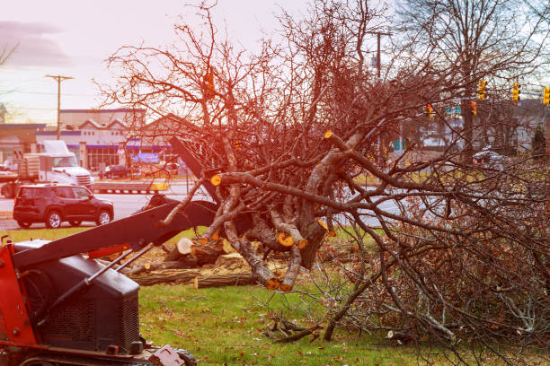 Best Fruit Tree Pruning  in Heyworth, IL