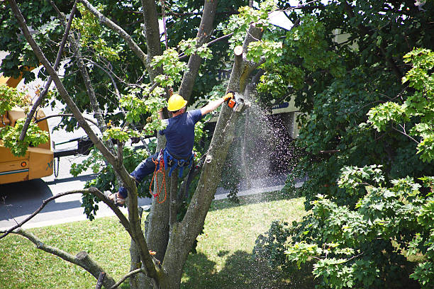 Best Tree Mulching  in Heyworth, IL