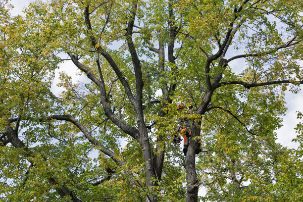 Best Arborist Consultation Services  in Heyworth, IL